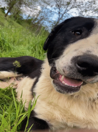Dog enjoys afternoon rest in Bulgarian grass field
