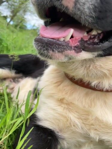 Dog enjoys afternoon rest in Bulgarian grass field