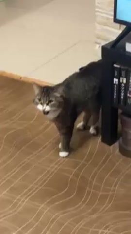 A brown tabby cat with white socks and a white bib is standing on a brown patterned carpet in a room. The cat looks around, moving its head left and right, reacting to unseen stimuli. Next to it is a black shelf with books. In the background, white tiles and a light green stool can be seen. The light in the room is bright and evenly distributed.