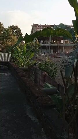 The video shows a construction site with a building under construction in the background. There are several banana plants in the foreground, along with a low brick wall. Construction materials, including rebar and lumber, are scattered around the site. The sky is clear and the sun is shining. There are a few people visible on the construction site, but their actions are not clearly discernible. The video appears to be shot from a slightly elevated position, possibly from a balcony or rooftop.