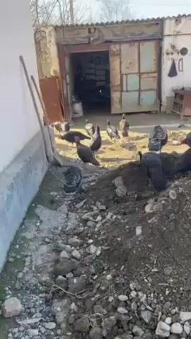 The scene shows a group of turkeys in a backyard or rural area. There are around a dozen turkeys, some with dark plumage and others with a mix of black and white feathers. They are standing on a sunny patch of ground near a pile of dirt and rocks. In the background, there is a building with an open garage door, revealing various objects stored inside. The overall environment appears to be a simple, possibly agricultural setting. The turkeys seem undisturbed by the camera's presence.