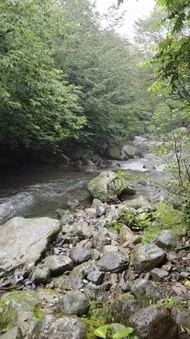 This video shows a rocky river flowing through a dense, green forest. The water is clear and appears to be moving rapidly, with some small rapids visible. The riverbanks are lined with large, moss-covered rocks and lush vegetation. The trees are tall and their leaves are a deep green, suggesting a humid and shaded environment. The overall atmosphere is tranquil and natural.