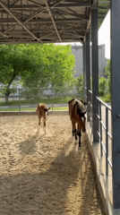Mare and foal observed at Tashkent equestrian facility