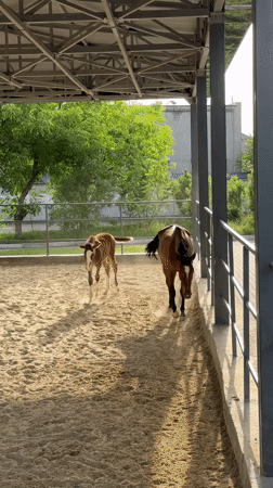 Mare and foal observed at Tashkent equestrian facility