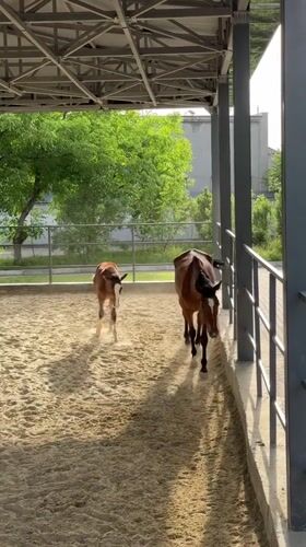 Mare and foal observed at Tashkent equestrian facility