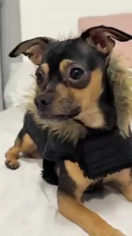 The video shows a small tan-and-black dog lying on a white bedspread with a black jacket on, which has a fur-lined hood. The dog pants and looks into the camera.