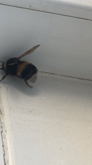 Morning routine documented in Chaikovsky includes coffee, bumblebee encounter