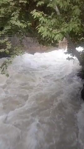 A video shows a turbulent river flowing rapidly through a natural setting. The water is a milky brown color and is filled with white foam and churning rapids, indicating a strong current. The riverbanks are lined with rocks and lush green trees with large leaves overhang the water, creating a shaded canopy. In the background, a stone structure and a metal railing are visible, possibly part of a bridge or embankment. The overall impression is one of a wild and powerful natural force.