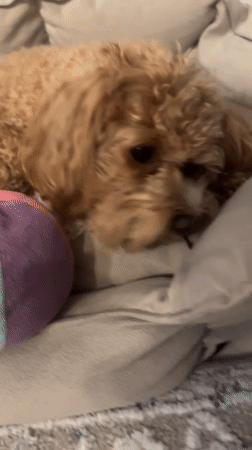 Afternoon at home in Minsk: pets, toys, and everyday objects