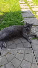 Gray cat rests peacefully on pavement in Russian town