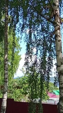 The video pans from left to right, showcasing a serene natural landscape through the branches of two birch trees. The foreground is dominated by the distinctive white bark of the birch trees, with their leaves forming a dappled canopy. In the middle ground, a body of water, likely a lake or river, stretches across the frame, bordered by lush green trees and a few houses with red and green roofs. The background consists of rolling hills and a clear blue sky with scattered white clouds. The overall impression is one of a peaceful, idyllic summer day.