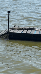 Alligator spotted resting on floating dock in lake