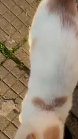 A white cat with orange spots is standing on a tiled surface with some grass growing in the cracks. The cat is looking up. The lighting is bright.
