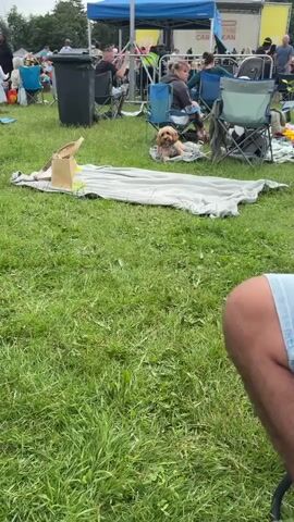 A medium shot shows a light brown dog with curly fur lying on a grey blanket on a grassy field. The dog is facing right and looking slightly up. Behind the dog, there are several folding chairs with people sitting in them. One person in the background is wearing a black shirt and white shorts. There is also a large grey bin to the left of the frame. A long, light grey blanket is spread on the grass in front of the dog. The background is slightly blurred, but shows more people, chairs, and a blue and white tent structure. The overall scene appears to be an outdoor event or gathering.