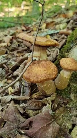 This is a close-up, ground-level video of a cluster of honey mushrooms growing in a forest. The mushrooms have distinctive brown caps with small dark spots and pale stems. They are growing amongst fallen leaves and moss-covered bark. The lighting suggests it is daytime in a shaded forest environment. No people or animals are visible. The camera is static, focused on the mushrooms.