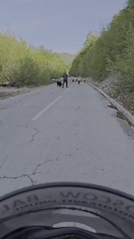 The video shows a motorcycle approaching a man herding a flock of sheep down a cracked asphalt road. A large black dog accompanies the shepherd, helping to control the flock. The road is flanked by trees and vegetation on both sides, suggesting a rural or mountainous area. The sky is overcast. The camera is mounted on the motorcycle, providing a first-person perspective.