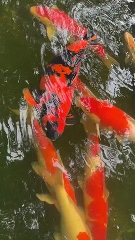 This media file captures a close-up, overhead view of several koi fish swimming in murky green water, likely a pond or aquarium. The fish are a mix of vibrant colors, predominantly red, orange, and yellow, with some also featuring black markings. One large koi in the center displays a striking pattern of bright red and black patches. The water is disturbed by the movement of the fish, creating ripples and reflections.

The activity shown is simply the natural movement of the fish within their aquatic environment. There are no people or man-made objects clearly visible in the frame, though the setting implies an outdoor pond or a well-maintained aquatic display. The lighting suggests it could be daytime, but there are no specific cues to determine the time of day or weather conditions. The overall mood is one of peaceful, natural beauty, highlighting the visual appeal of the colorful fish. There is no visible text in the media file.