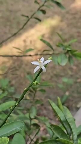 A close-up, vertical shot focuses on a small, white flower with five petals blooming on a thin green stem. The flower is positioned slightly off-center to the left. Several small, unopened buds are visible along the stem below the flower. The stem is part of a larger plant, with blurred green leaves in the foreground and background. The background consists of a soft-focus outdoor environment with muted earth tones and dappled sunlight. There are no people or animals visible in the frame. The lighting appears natural, suggesting an outdoor setting during the daytime.