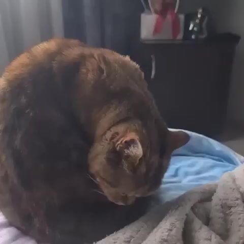 A brown cat is curled up on a blue blanket. The cat is grooming itself. The background is blurred, but it appears to be a room with furniture.