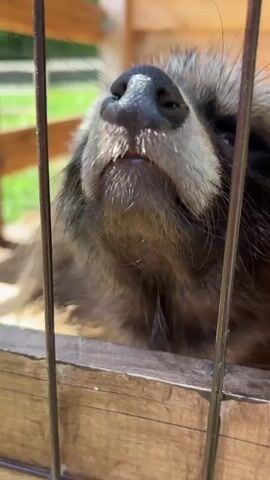 The video shows a close-up of a raccoon dog's face behind a metal wire cage. The raccoon dog has dense, dark brown and grey fur, with a white patch on its nose and cheeks. Its nose is black, textured, and moist. The raccoon dog looks up and seems to be observing something outside the cage. The cage appears to be located outdoors, possibly in a pen. A grassy area and a wooden structure are visible in the background. The lighting is bright and sunny.
