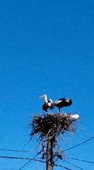 Two storks occupy nest atop telephone pole