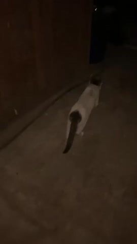 A white cat with gray markings is in a dimly lit indoor space, possibly a basement or storage area. The floor is concrete, and there is a wooden wall on the left. To the right, a blue bin and black plastic sheeting are visible. The cat walks away from the camera, then turns and is briefly visible in close-up, appearing to be grooming or interacting with something.