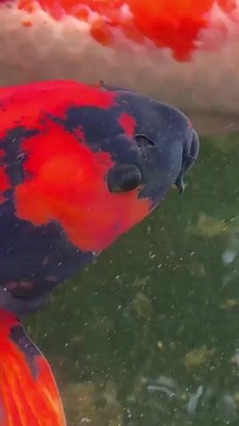 The media file shows a close-up, overhead view of a koi fish swimming in a pond. The fish has striking red and black markings. The water is green, suggesting it is an outdoor pond, possibly in a garden setting. There are some small bubbles or debris floating on the surface of the water. The lighting appears to be natural daylight, possibly mid-day given the brightness. The focus is on the head and upper body of the fish, highlighting its intricate coloring and the texture of its scales. The overall impression is one of tranquility and natural beauty. There is no visible text in the media file. The location context is Ban Na Chom Thian, Thailand, which would imply a warm, possibly humid environment suitable for keeping koi. The activity is simply the fish swimming, likely foraging or moving through its habitat.