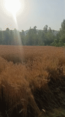 Rural scenes documented in Pakistan's Katlang Tehsil during harvest season
