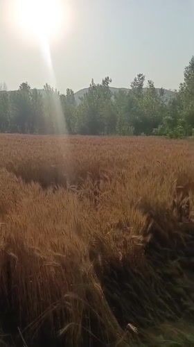 Rural scenes documented in Pakistan's Katlang Tehsil during harvest season