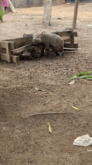 Pig feeds on palm fruit seeds in Akwanga yard