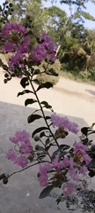 Flowers, free-range birds, and a slow morning in Margo Rukun