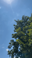 Tree canopies documented under clear skies in Tinaquillo, Venezuela