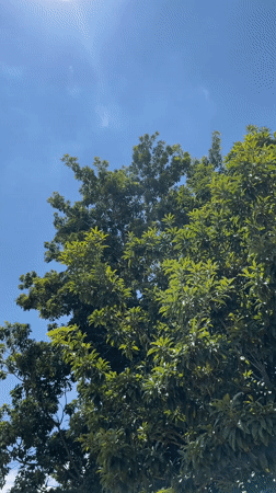 Tree canopies documented under clear skies in Tinaquillo, Venezuela