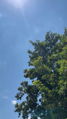 Tree canopies documented under clear skies in Tinaquillo, Venezuela