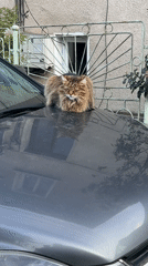 Cat rests on car hood in Veliko Tarnovo