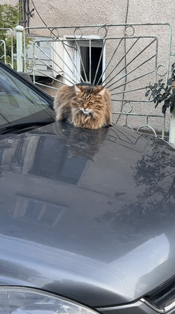 Cat rests on car hood in Veliko Tarnovo
