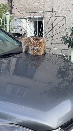 Cat rests on car hood in Veliko Tarnovo