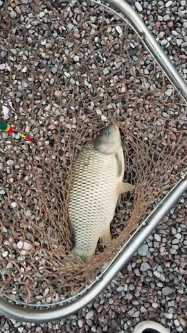 A fish lies in a brown net, on top of small rocks. The fish is light-colored with scales. A red and yellow fishing bobber lies next to the net. Part of a metal frame is visible on the sides of the net.