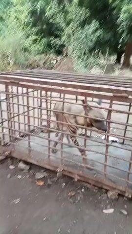 The video features a striped hyena confined within a metal cage in an outdoor setting. The hyena, an adult with distinctive light and dark brown stripes across its body and a shaggy mane, paces restlessly inside the enclosure. Its ears are prominent and pointed.

The cage is a robust, rectangular structure made of thick metal bars forming a grid. It has a solid metal floor and what appears to be a hinged door with a latch mechanism visible on the left side of the frame. Some parts of the metal cage show signs of rust.

The animal walks from one end of the cage to the other, turns, and then walks back, indicating a state of confinement and possibly agitation.

The background consists of lush green trees with dense foliage, suggesting a natural or semi-wild environment. The ground outside and immediately beneath the cage is uneven, composed of reddish-brown soil or dirt, with some small rocks and debris visible. The scene is brightly lit by daylight.

There is no visible text in the video. The presence of a striped hyena in such a cage within a natural-looking environment is consistent with the location context of Ad-Damazin, Sudan, where these animals are indigenous.