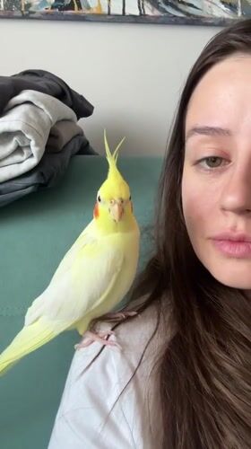 Woman plays with pet cockatiel in Krasnoyarsk home