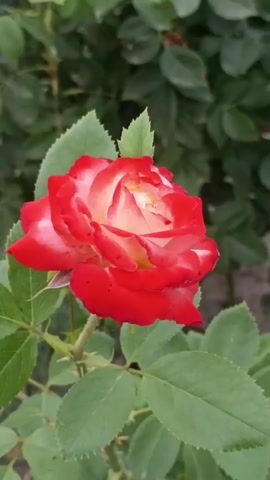 This is a close-up video of a single rose in bloom. The rose has red petals with white edges and a lighter shade of pink or yellow in the center. It is growing on a stem with green leaves and thorns. The background is blurred and consists of more green leaves, suggesting it is outdoors in a garden or park setting. The lighting appears to be natural daylight. There are no people or animals visible in the video. The camera is stationary, and the rose is the sole focus of the shot. The video shows a slight movement or slight camera shake.