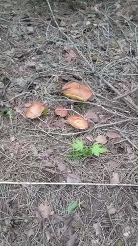 A person walks along a forest path covered in pine needles, fallen leaves, and small branches. Several mushrooms with brown caps are visible on the ground. The camera is held at a low angle, following the movement of the person. The environment is dimly lit, suggesting it is either early morning, late evening, or a heavily shaded area of the forest.