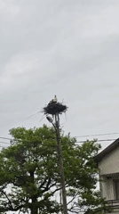 Morning domestic moments: cats grooming, sleeping, stork nesting, breakfast preparation