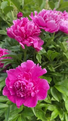 This video shows a close-up, shallow depth-of-field shot of vibrant pink peonies blooming in a garden setting. The camera pans slightly across the flowers, which are wet, likely from rain, with visible water droplets on the petals. Lush green foliage forms the background, providing a contrast to the bright pink of the peonies. The overall impression is one of natural beauty and the freshness of a garden after rain.