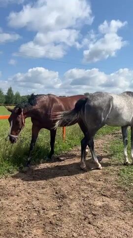 A brown horse with a white blaze on its face and black mane is standing on a dirt path. The horse is wearing a halter with purple and white accents. Another horse, gray and white, is standing behind it. The horses are in an outdoor area with a green field and trees in the background. The sky is blue with white clouds. There is an orange fence to the left of the brown horse. The brown horse is bent down as if grazing or sniffing the ground. The video is shot from a slightly low angle and is approximately 5 seconds long.