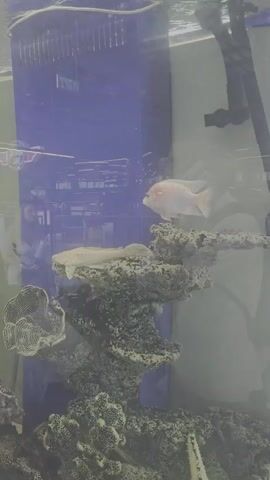 This is a video of an aquarium with several fish. The aquarium appears to be indoors, possibly in a store or a home. There are artificial coral decorations within the tank, and a filter is visible at the top. One fish, light-colored with a pinkish hue, swims in the upper right quadrant of the frame. Another fish, longer and pale, rests on a rock formation in the center. Smaller, darker fish are also present, moving around the tank. In the background, reflected in the glass, are glimpses of people and a blue vertical structure. The water is clear with some bubbles visible.