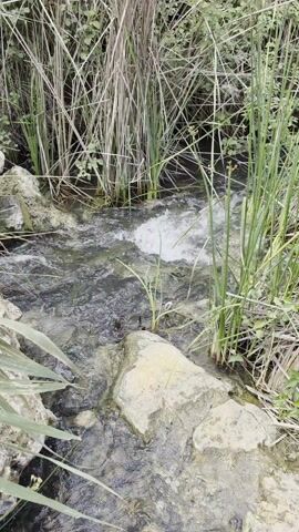 The video shows a small stream flowing over rocks and through tall grass. The water is clear and shallow. The grass is mostly green, but some of it is turning brown. The rocks are light-colored. The camera moves slightly during the video.