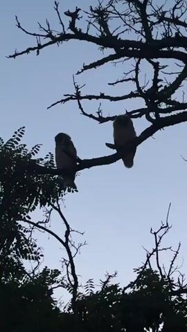 The video shows two owls perched on tree branches against a clear blue sky. The owls are silhouetted against the bright sky, making it difficult to discern their specific colors or markings, but their general shapes and positions are clear. One owl is perched on a thicker branch, while the other is on a thinner branch slightly lower and to its left. The trees are bare in parts, with intricate branches reaching upwards, and leafy foliage is visible in the lower portion of the frame. The scene is likely set at dawn or dusk, given the lighting conditions and the typical activity patterns of owls. The overall mood is serene and natural. There is no visible text in the media file.