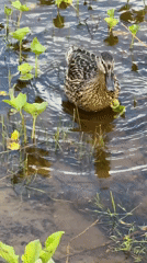 Mallard ducks observed foraging in Chaikovsky waterways