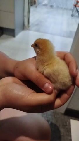 The video shows a pair of hands holding a small, fluffy, yellow chick. The chick is facing left with its beak slightly open. The hands gently cup the chick. The background appears to be an indoor setting with a tiled floor and some furniture. The camera is positioned slightly above and to the side of the hands and chick, capturing a close-up view. The lighting is moderate, with a slight shadow cast by the hands.